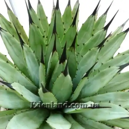 Изображение Агава крупноколючковая - Agave macroacantha