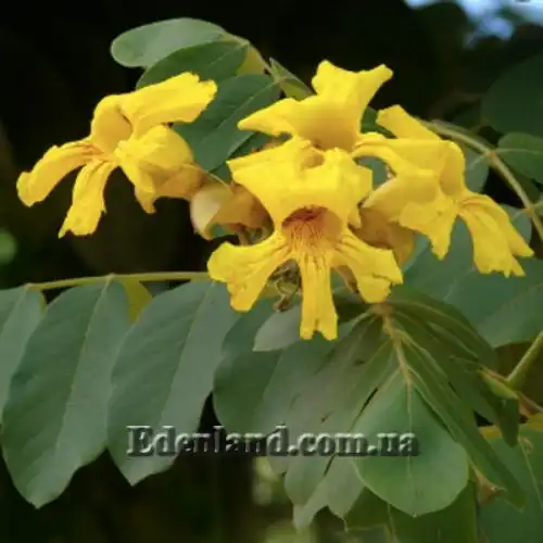 Зображення Маркамія жовта - Markhamia Lutea