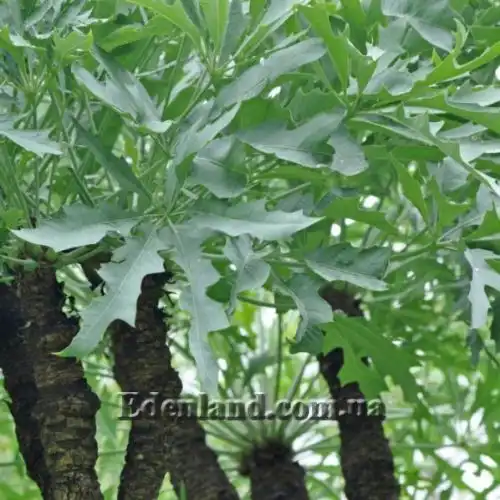 Изображение Куссония метельчатая подвид выемчатая - Cussonia paniculata subsp. sinuata 