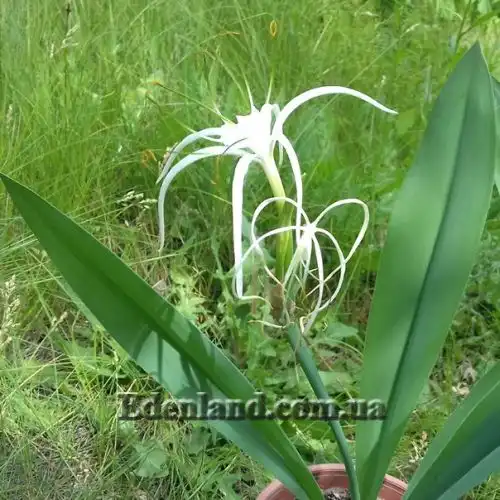 Изображение цветение