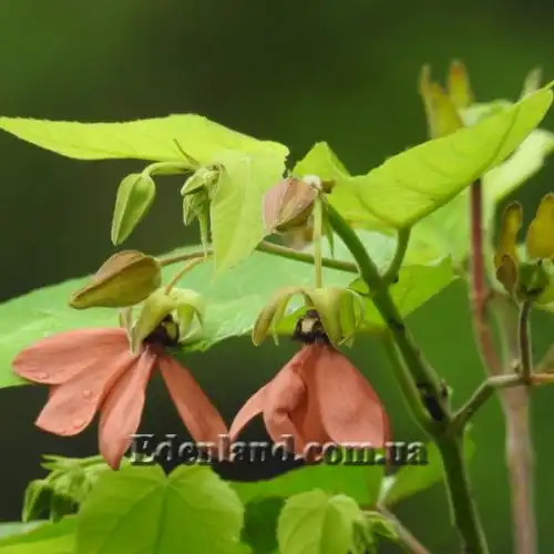 Зображення Аброма велична  - Abroma augusta