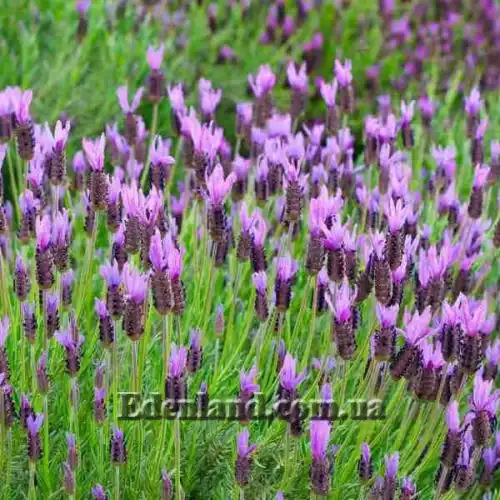 Изображение Лаванда черешчатая - Lavandula pedunculata