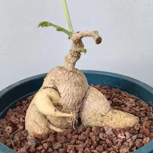 Зображення каудекс