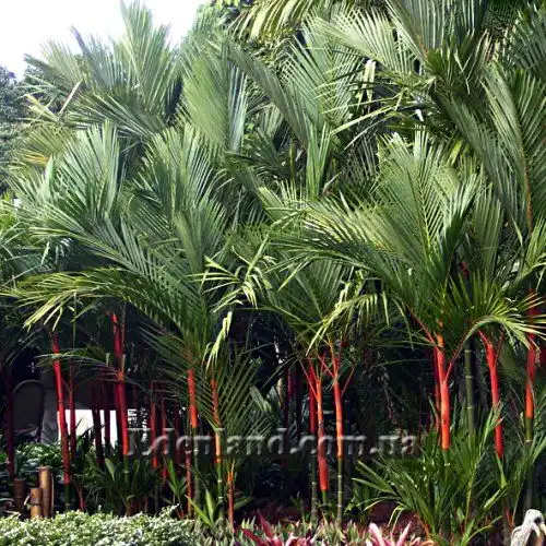 Изображение Циртостахис Ренда  - Cyrtostachys renda