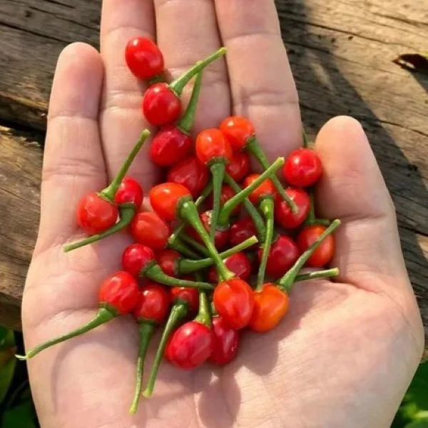 Перець Аджі Чарапіта червоний  - Aji Charapita Red
