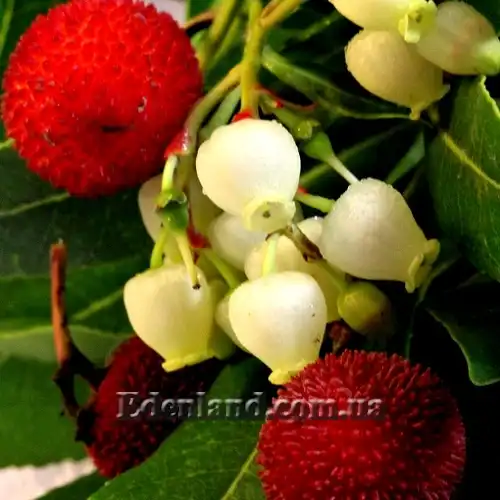 Изображение цветы и плоды