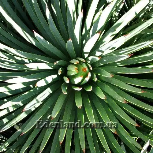 Зображення начало цветения