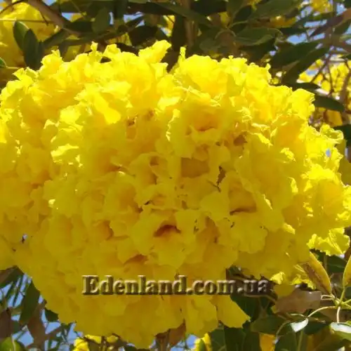 Изображение Розеодендрон Донель-Смита - Roseodendron donnell-smithii