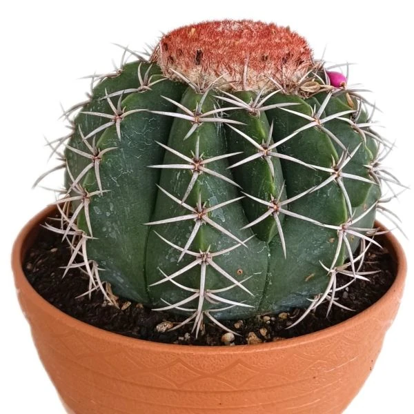 Изображение Мелокактус Нери  - Melocactus neryi