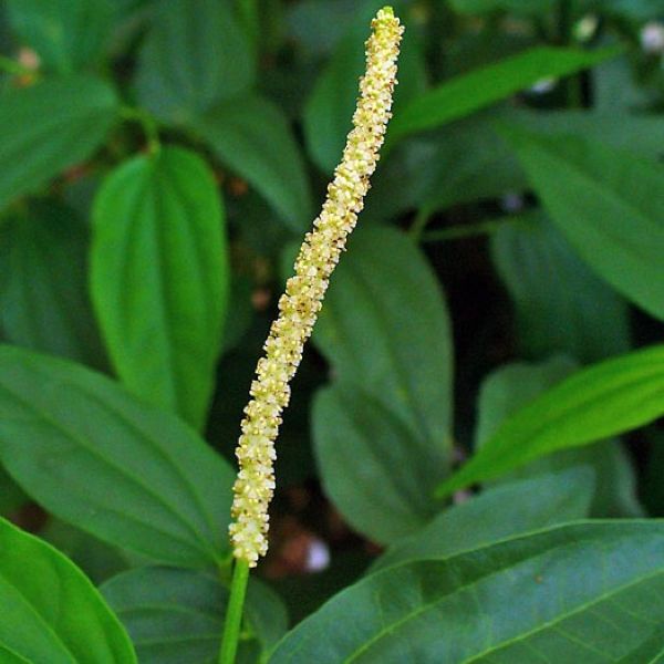 Изображение мужское соцветие