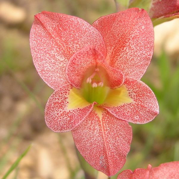 Зображення Гладіолус Еклона - Gladiolus ecklonii 