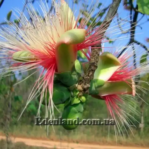 Изображение Карея древесная - Careya arborea