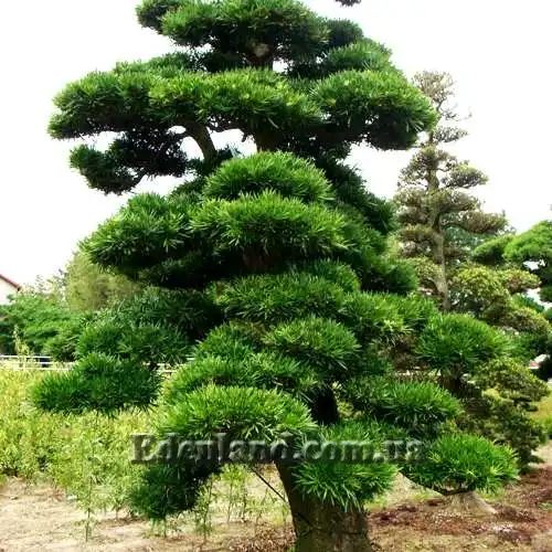 Изображение Подокарпус - Podocarpus