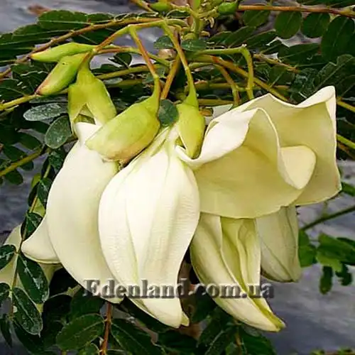 Изображение цветы