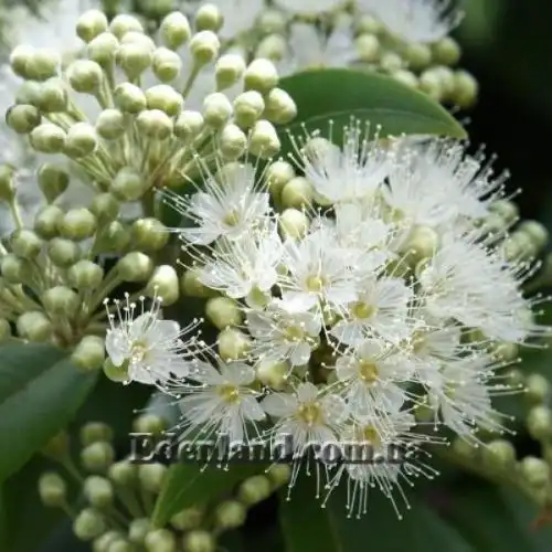 Изображение Бакхузия лимонная - Backhousia citriodora 