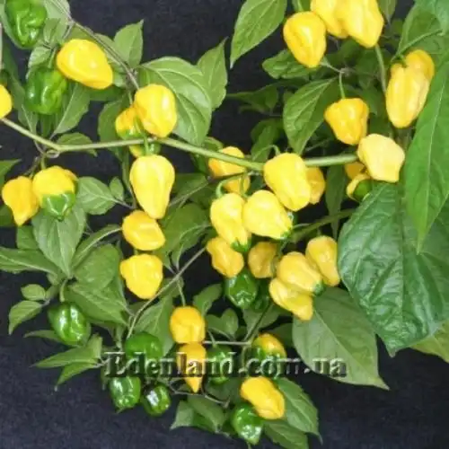 Изображение Перец Хабанеро желтый - Habanero Yellow