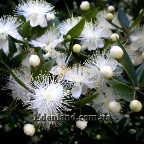 Изображение Мирт обыкновенный - Myrtus communis