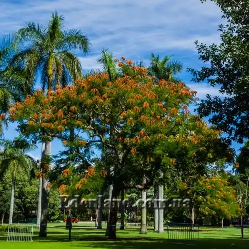 Зображення Кольвілея кістиста - Colvillea racemose