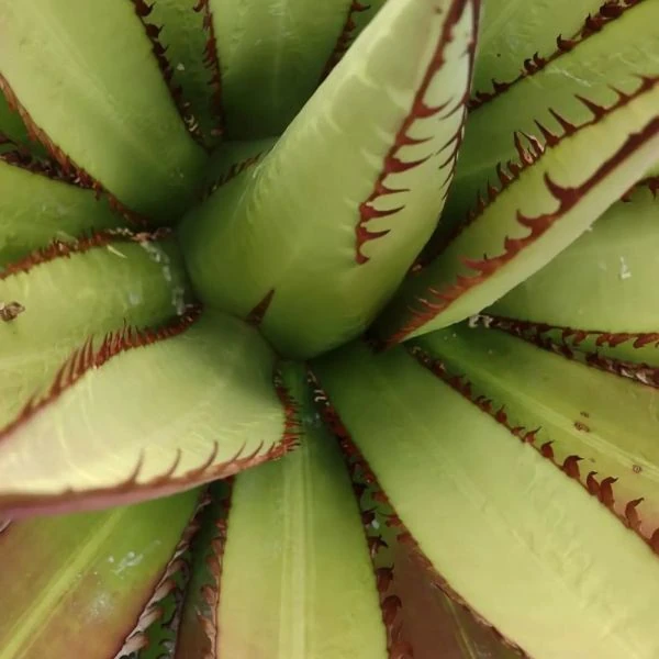 Изображение Агава долинная 'Магия Митлы'   - Agave convallis 'Mitla Magic'