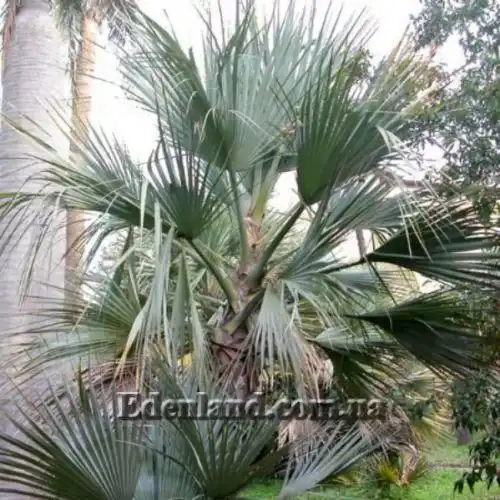 Изображение Наноропс Ритчи - Nannorrhops ritchiana