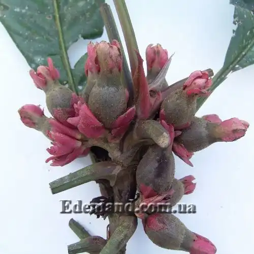 Изображение плоды