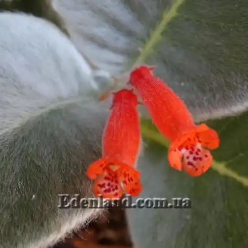 Зображення Синінгія Біловолоса - Sinningia leucotricha