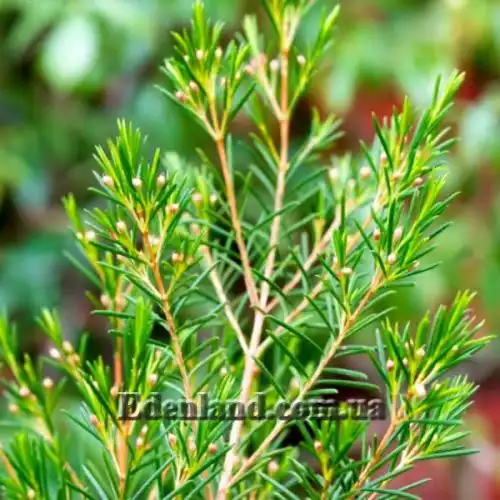 Изображение Хамелауциум крючковатый - Chamelaucium uncinatum