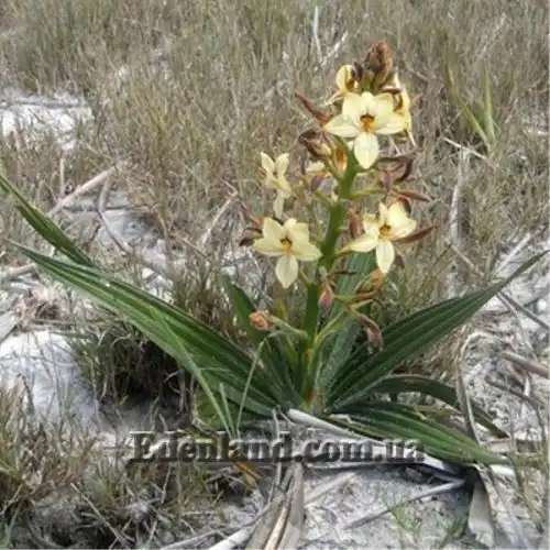 Изображение Вахендорфия метельчатая - Wachendorfia paniculata