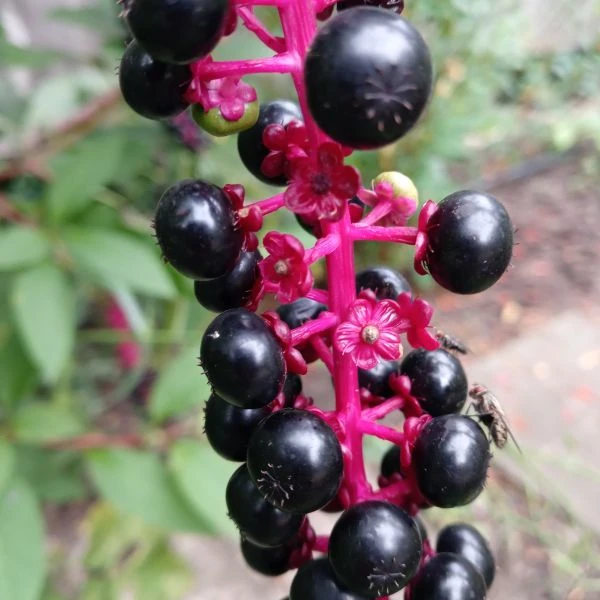 Изображение Фитолакка американская  - Phytolacca americana