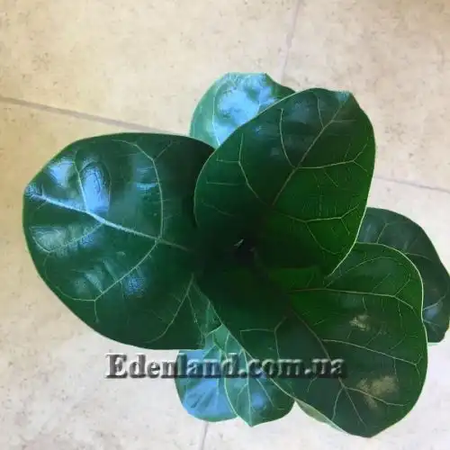 Изображение Фикус лировидный сорт Bambino - Ficus lyrata