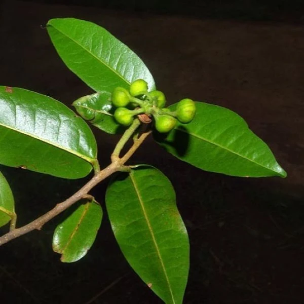 Изображение Увария кафрская  - Uvaria caffra 