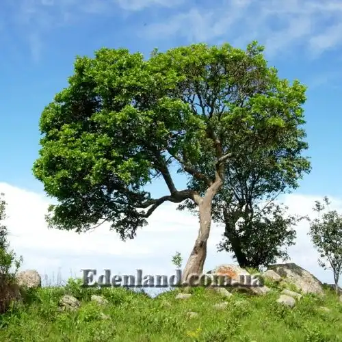 Изображение взрослое растение