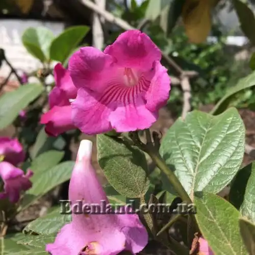 Зображення Делостома цільнолиста - Delostoma integrifolium