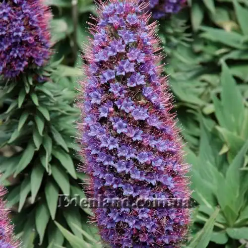 Изображение Эхиум белеющий - Echium candicans