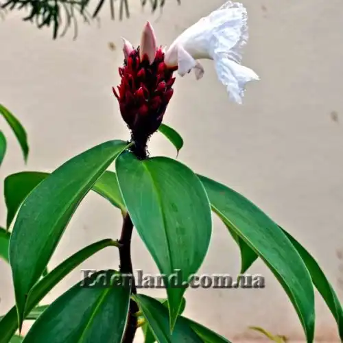 Изображение Гелления прекрасная - Hellenia speciosa