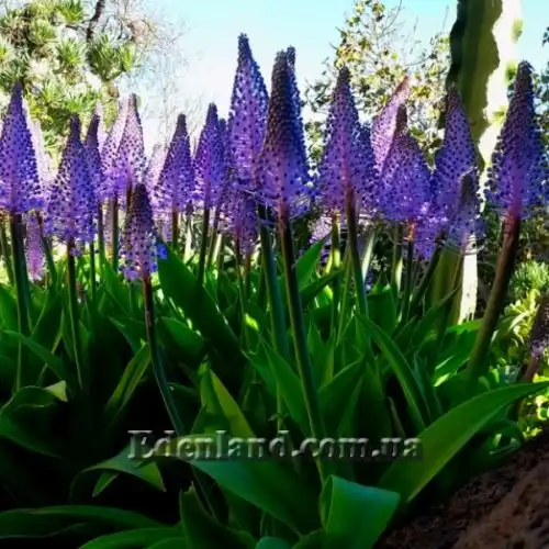 Изображение Сцилла широколистная - Scilla latifolia