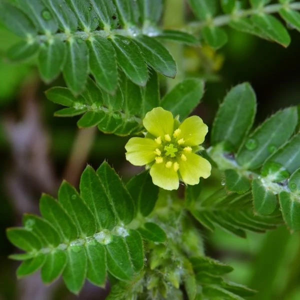Изображение Трибулус или Якорцы стелющиеся  - Tribulus terrestris
