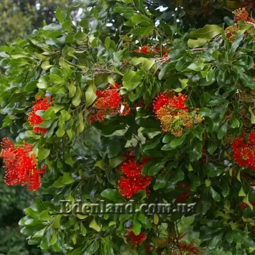 Изображение Стенокарпус выемчатый - Stenocarpus sinuatus