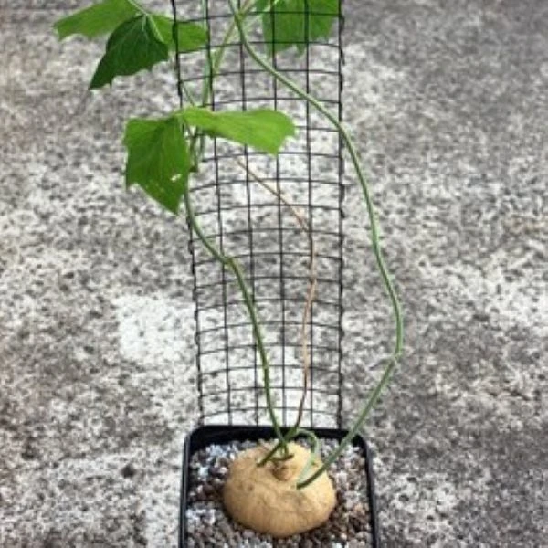 Изображение Пахиризус вырезной   - Pachyrhizus erosus 