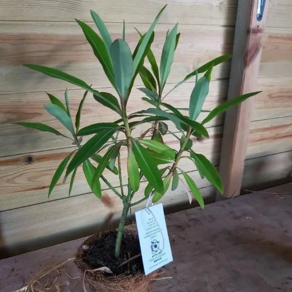 Зображення Молочай (Єуфорбія) медоносний - Euphorbia Mellifera
