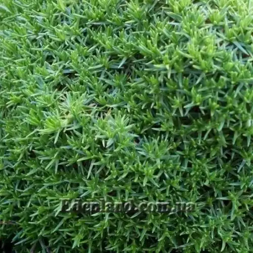 Изображение Склерантус двуцветковый - Scleranthus biflorus