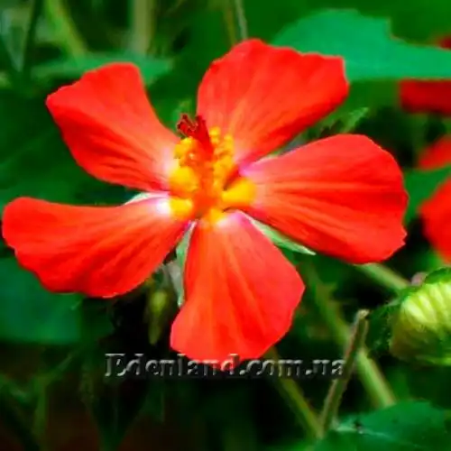 Зображення Павонія місії - Pavonia missionum