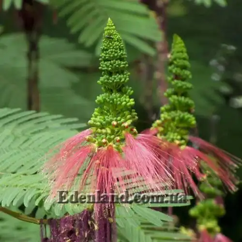 Зображення Калліандра Х'юстона - Calliandra houstoniana    