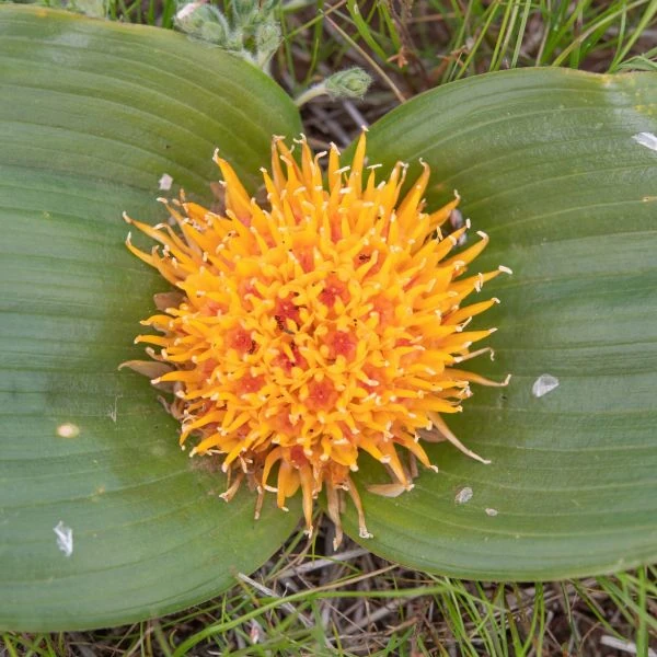 Зображення Даубенія капська - Daubenya capensis 