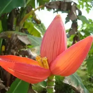 Изображение цветок