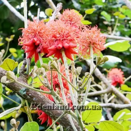 Зображення Еритріна абіссінська - Erythrina abyssinica