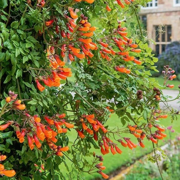 Зображення Еккремокарпус шорсткий (червоний) - Eccremocarpus scaber 'Blood Red' 