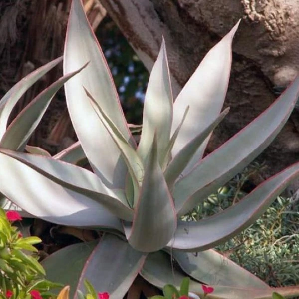 Зображення доросла рослина