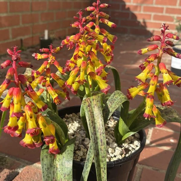 Изображение Лахеналия четырехцветная  - Lachenalia quadricolor
