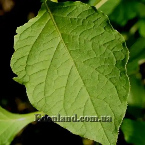 Изображение Джалтомата лежачая  - Jaltomata procumbens